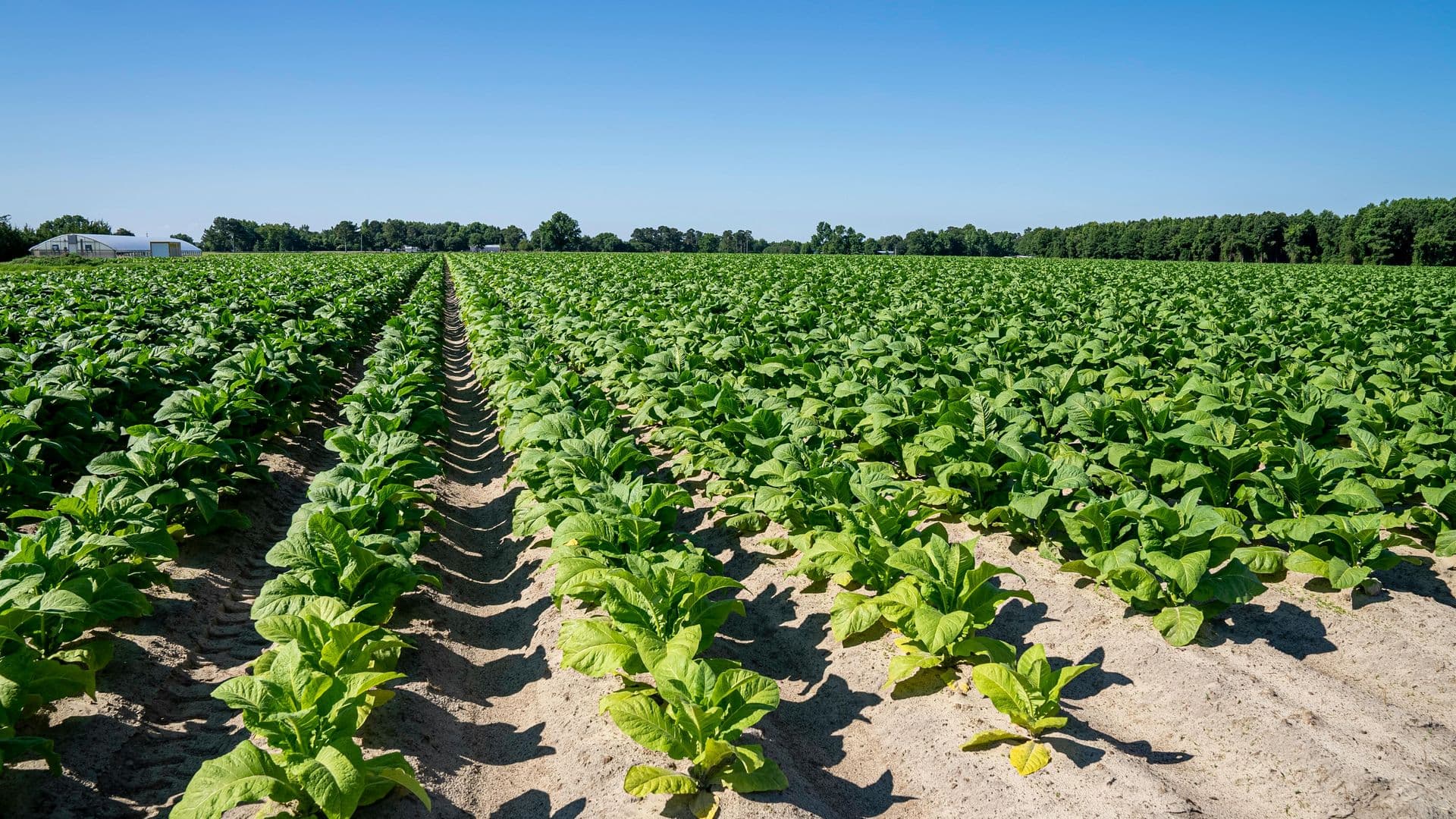 Seedworx™ BioTCP product image