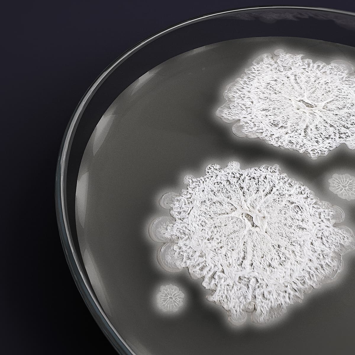 Amylorid™ Biological Fungicide product image