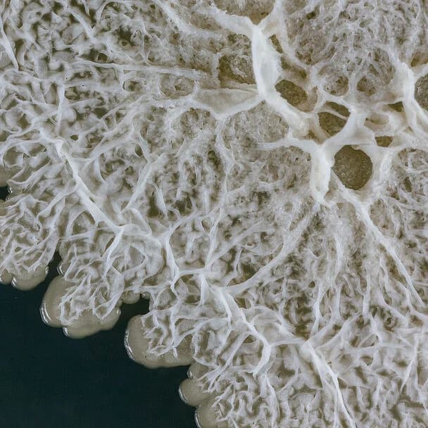 Bacilirid™ Biological Fungicide product image