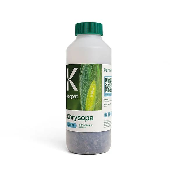Chrysopa product image