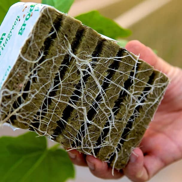 Microflora SA product image