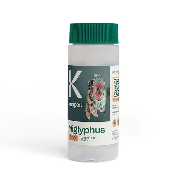 Miglyphus product image