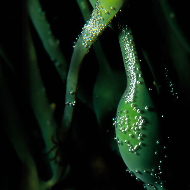 NodoKare™ product image